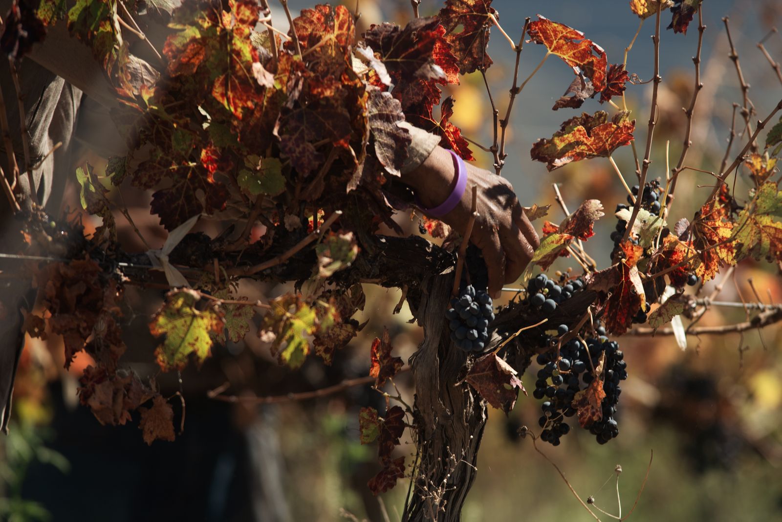 A hand reaching into autumn grapevines to pick a cluster of dark grapes